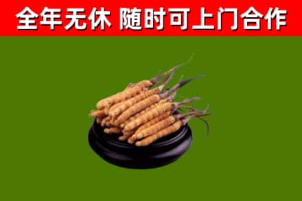 本溪县烟酒回收冬虫夏草.jpg